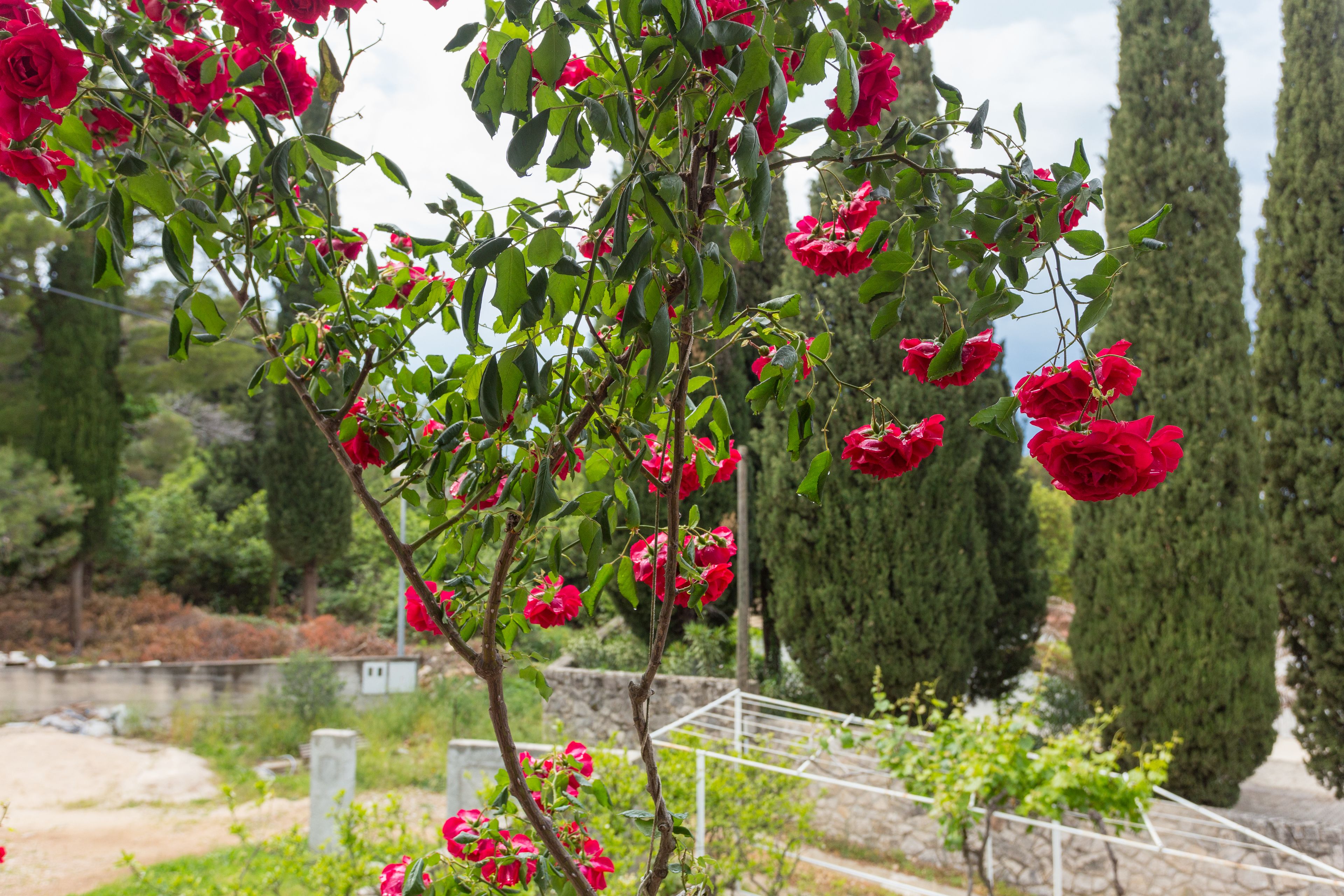 Un jardín con rosales rojos y altos cipreses.