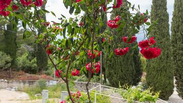 Un jardín con rosales rojos y altos cipreses.