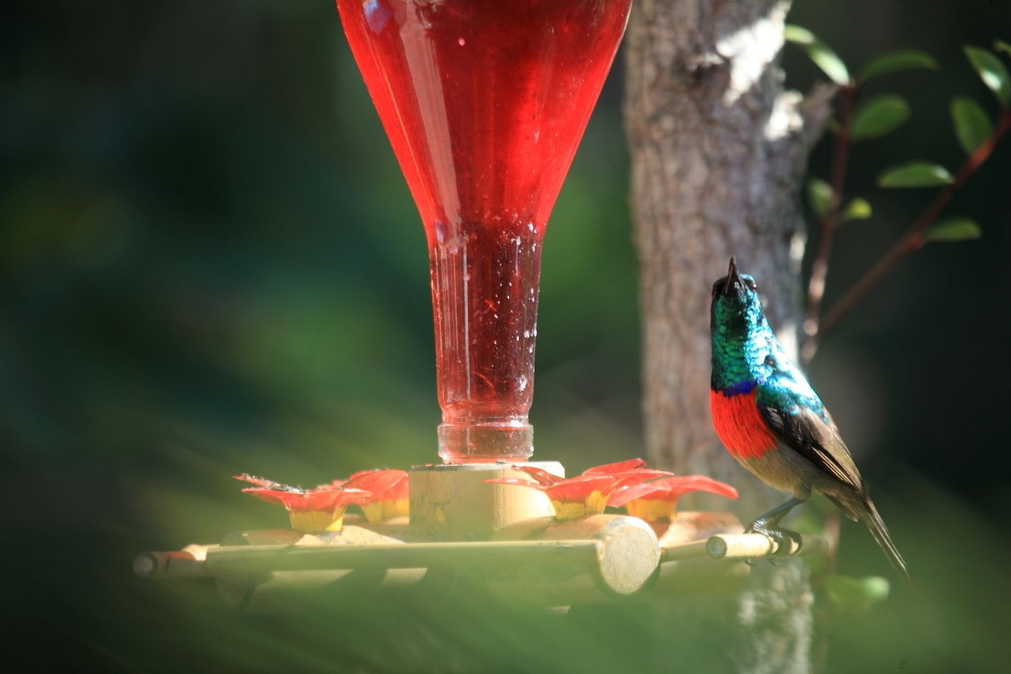 A hummingbird feeder with a red container and a bird perched on it.