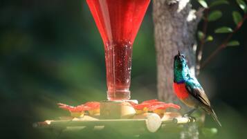 A hummingbird feeder with a red container and a bird perched on it.