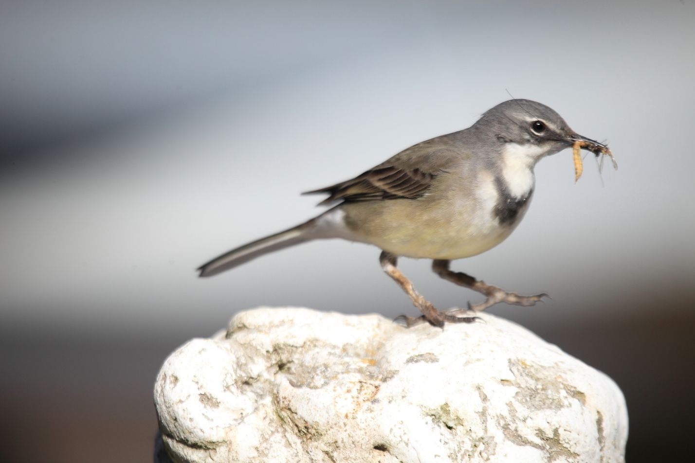 A bird perched on a rock.