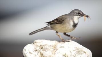 A bird perched on a rock.