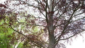 Un couple de jeunes mariés s’embrasse sous un grand arbre dans un jardin, avec un bâtiment moderne en arrière-plan.