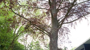 庭園