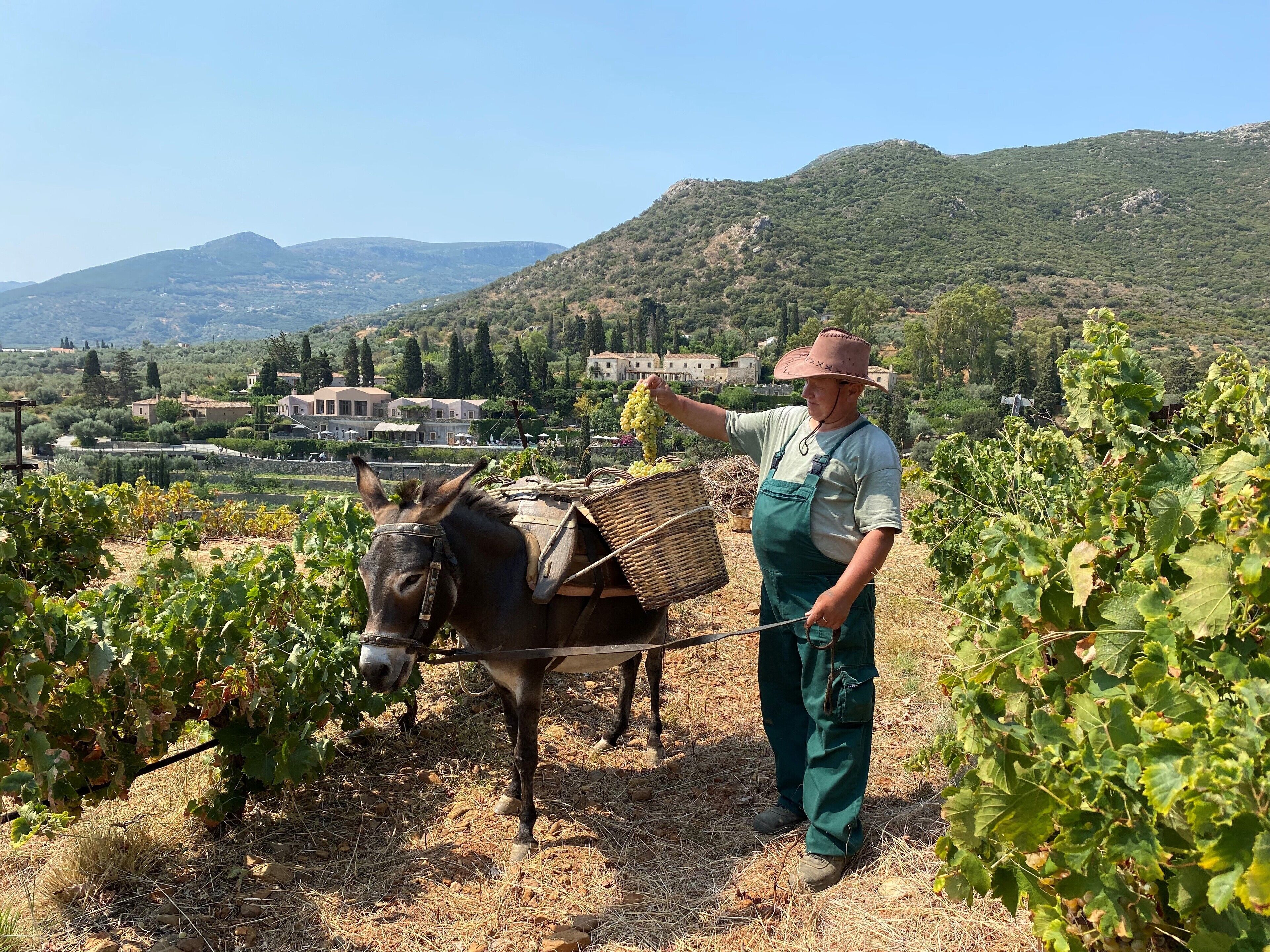 A man in a vineyard with a donkey harnessed to a cart, surrounded by grapevines and a mountainous backdrop.