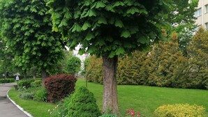 Tuin