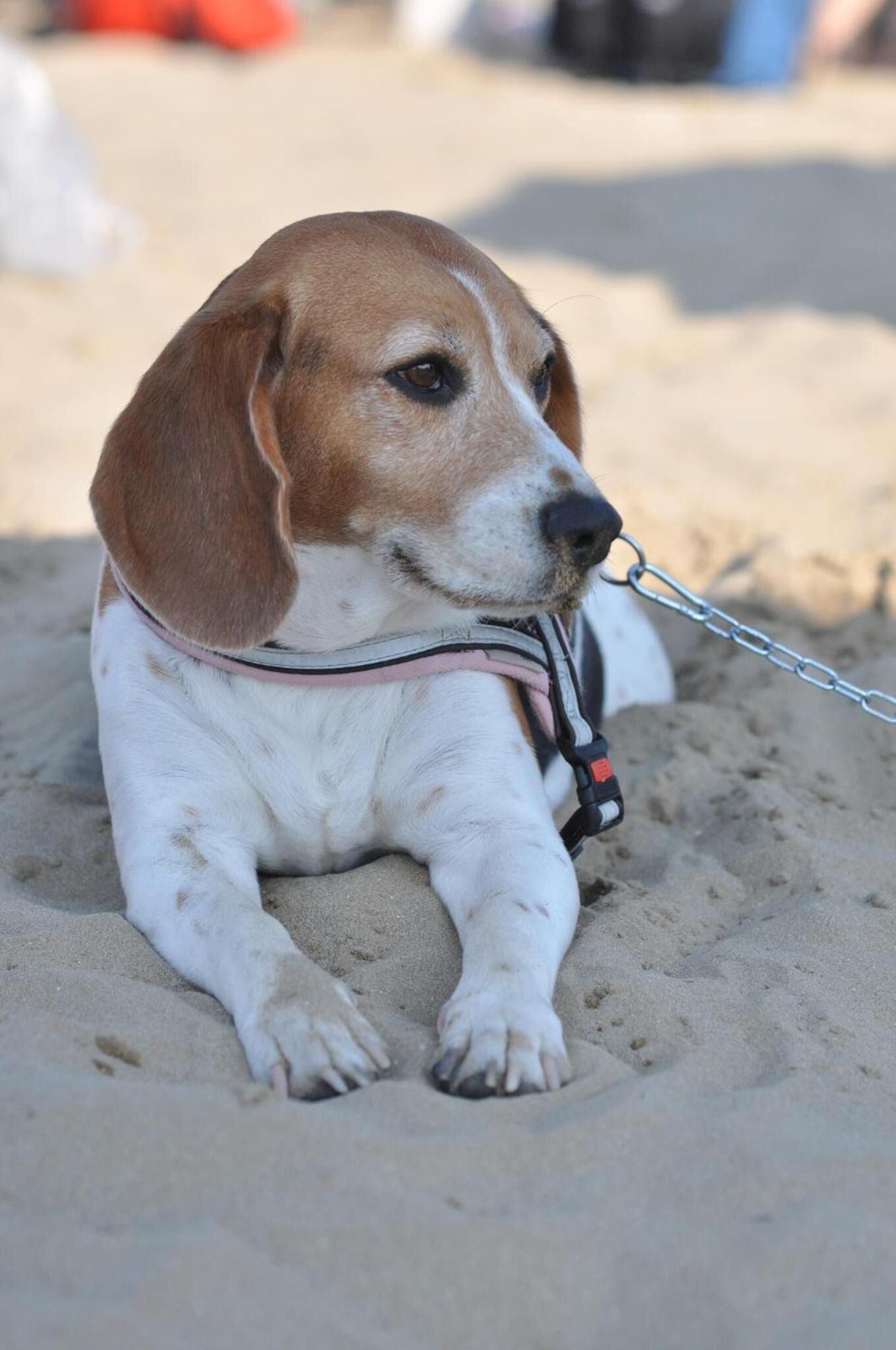 Photo - Riviera Residence