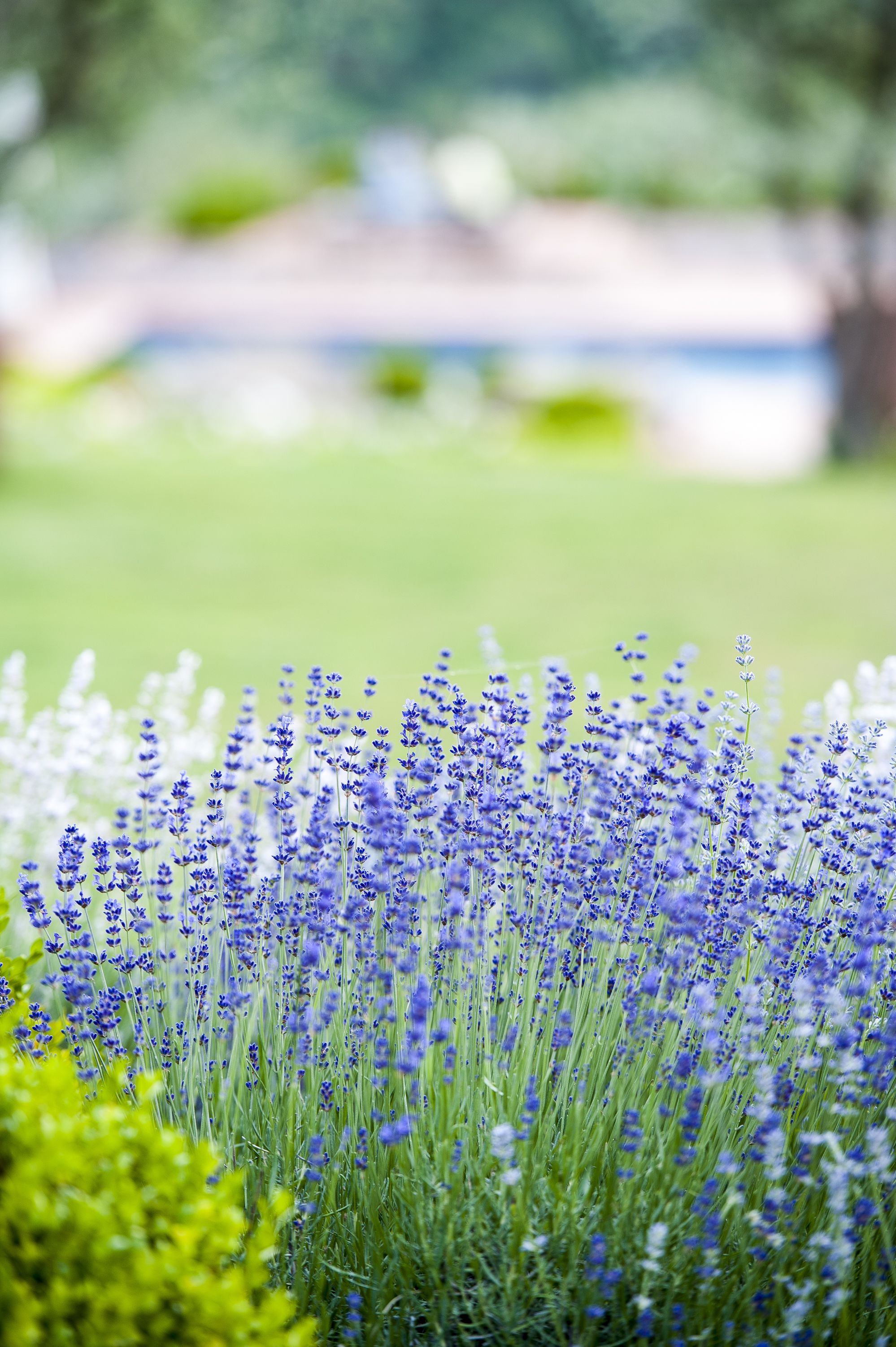 Un jardín con plantas de lavanda.