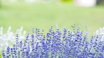 Un jardín con plantas de lavanda.