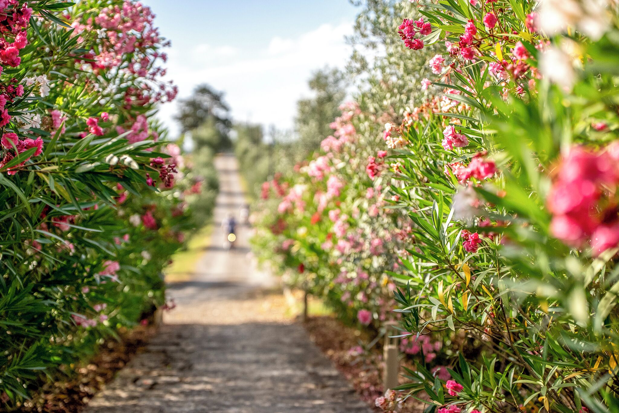 Foto - Locanda Le Piazze