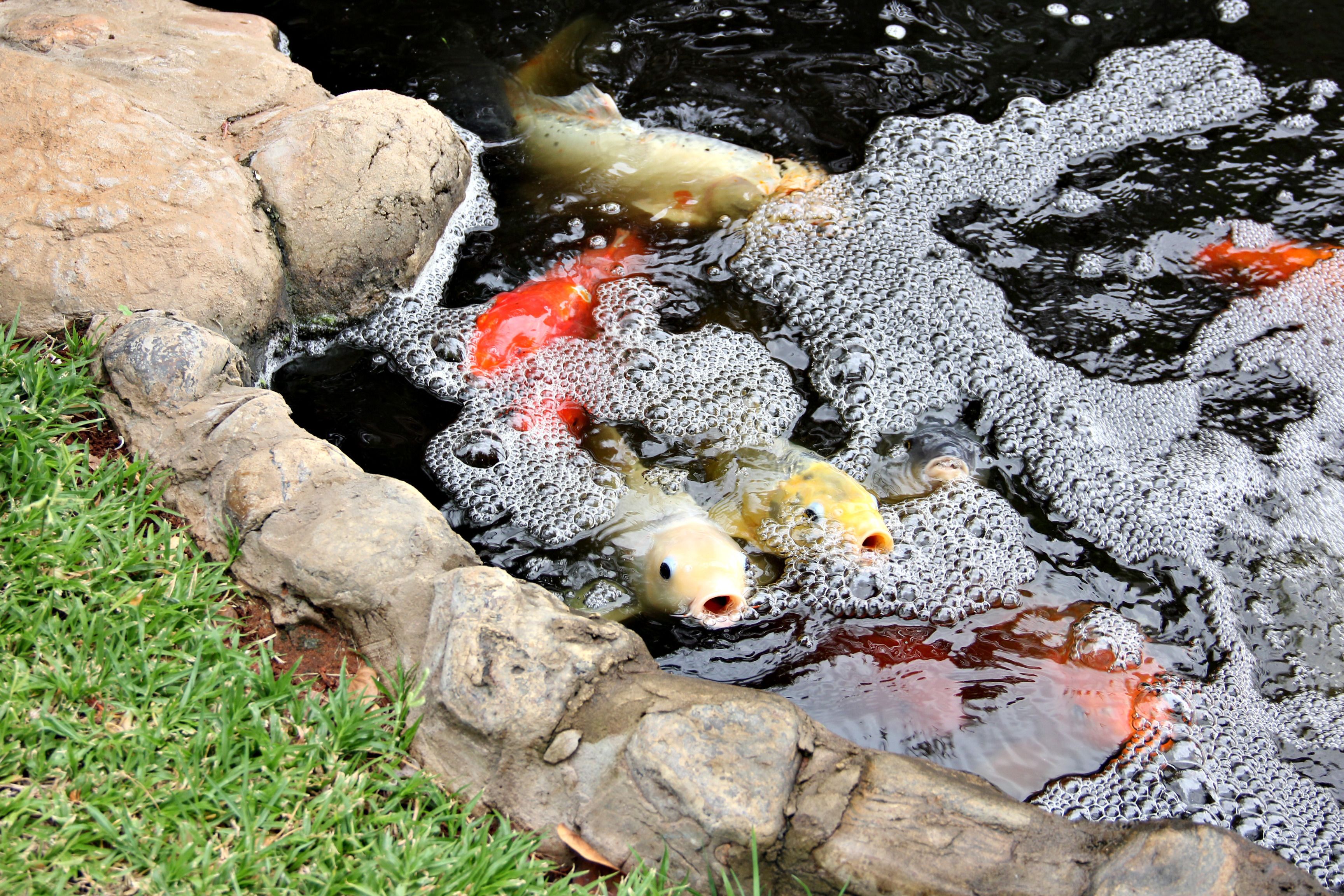 A koi pond with rocks and water lilies.