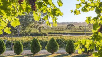 A vineyard with rows of grapevines and neatly trimmed bushes in the foreground.