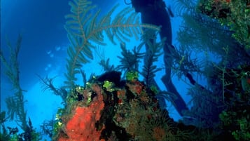 Un buceador explora un arrecife submarino con diversas plantas marinas y peces.