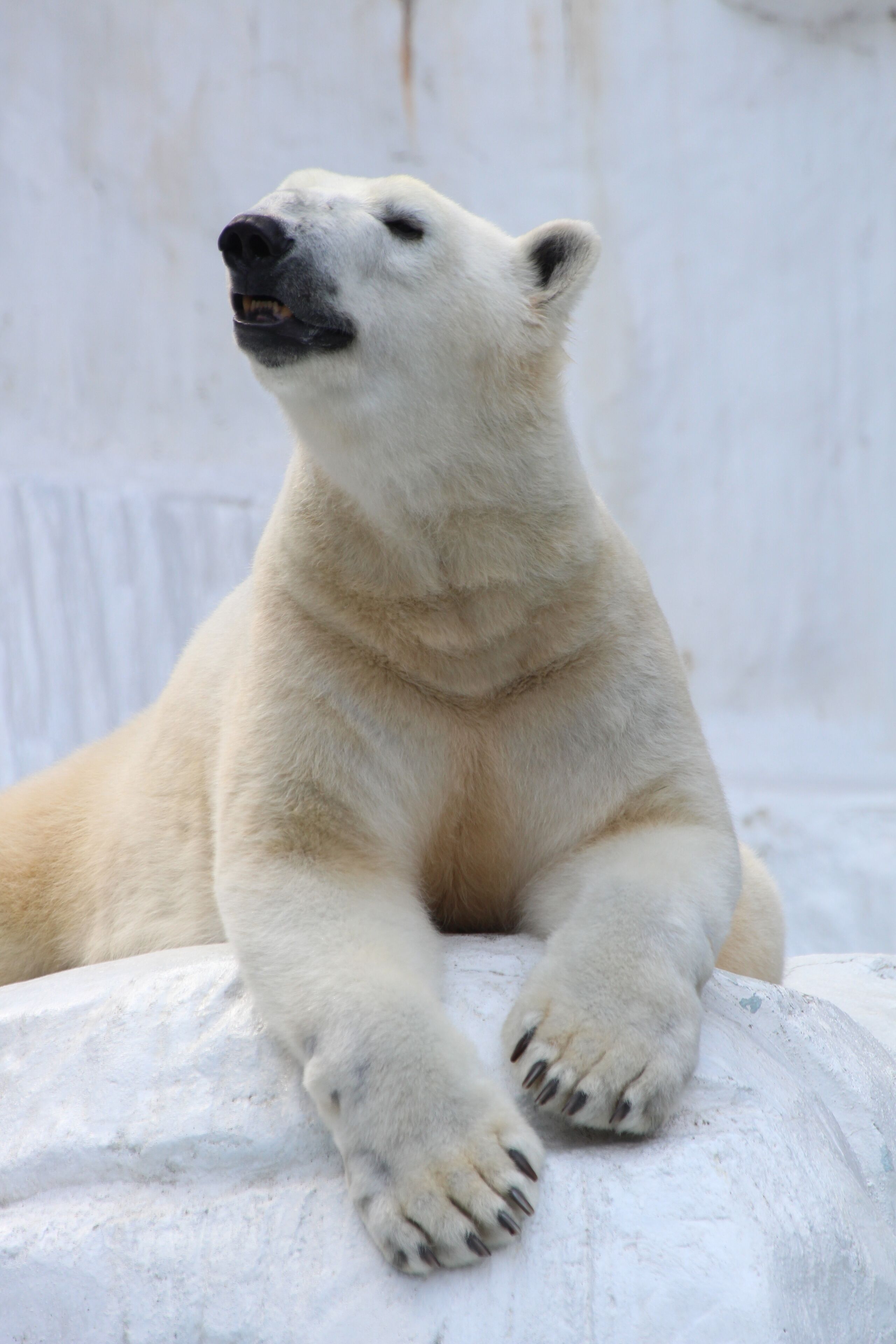 A polar bear lying on a rock.