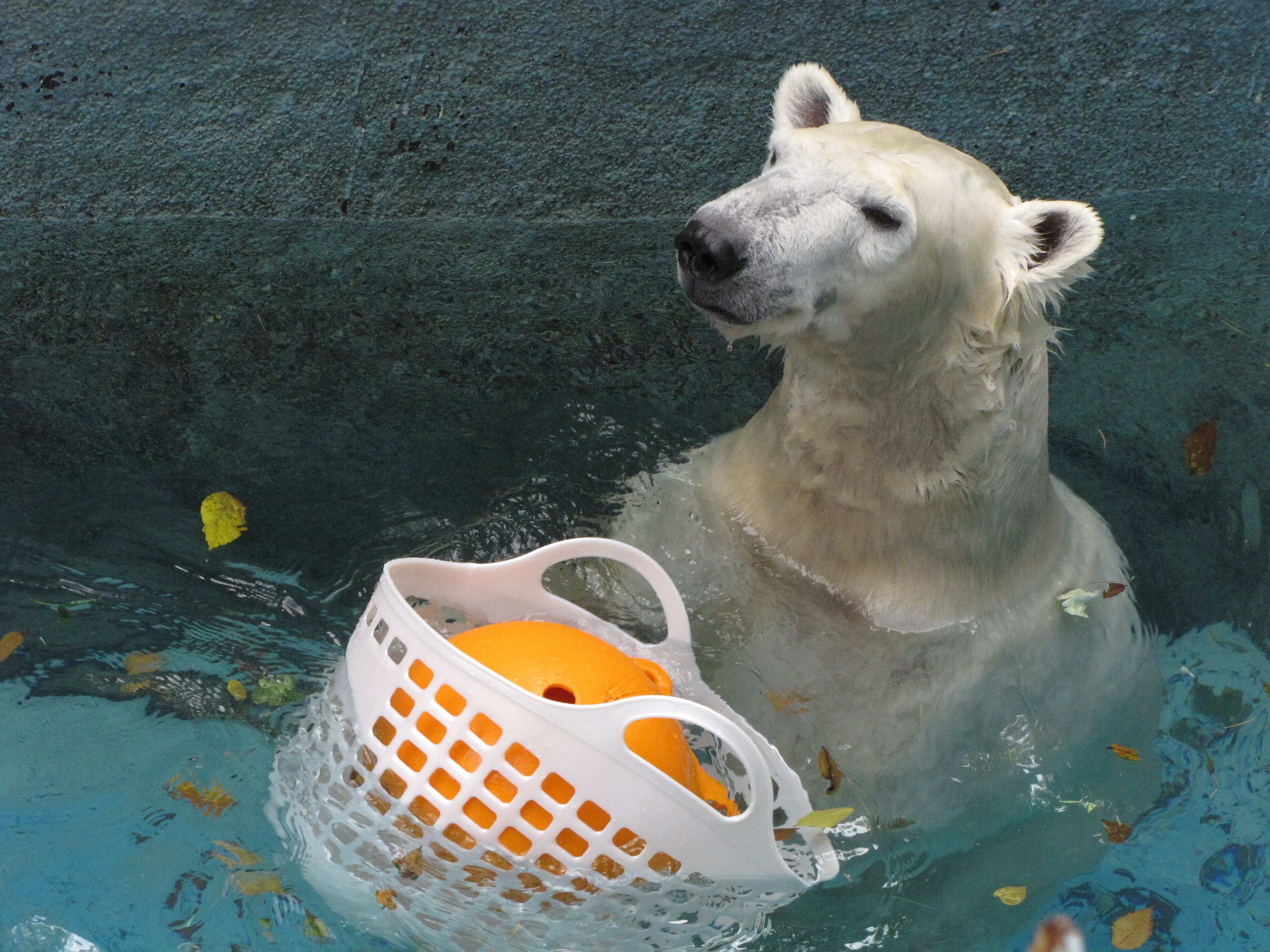 A polar bear in a pool holding a white basket with orange contents.