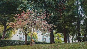 A tree with pink flowers in a park area with buildings in the background.
