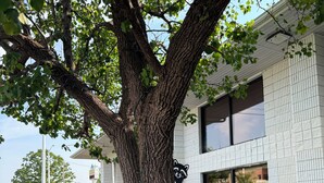 A tree with a raccoon cutout on a building facade. - Ozark Valley Lodge (Branson)