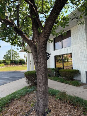 Un árbol con un recorte de mapache en la fachada de un edificio.