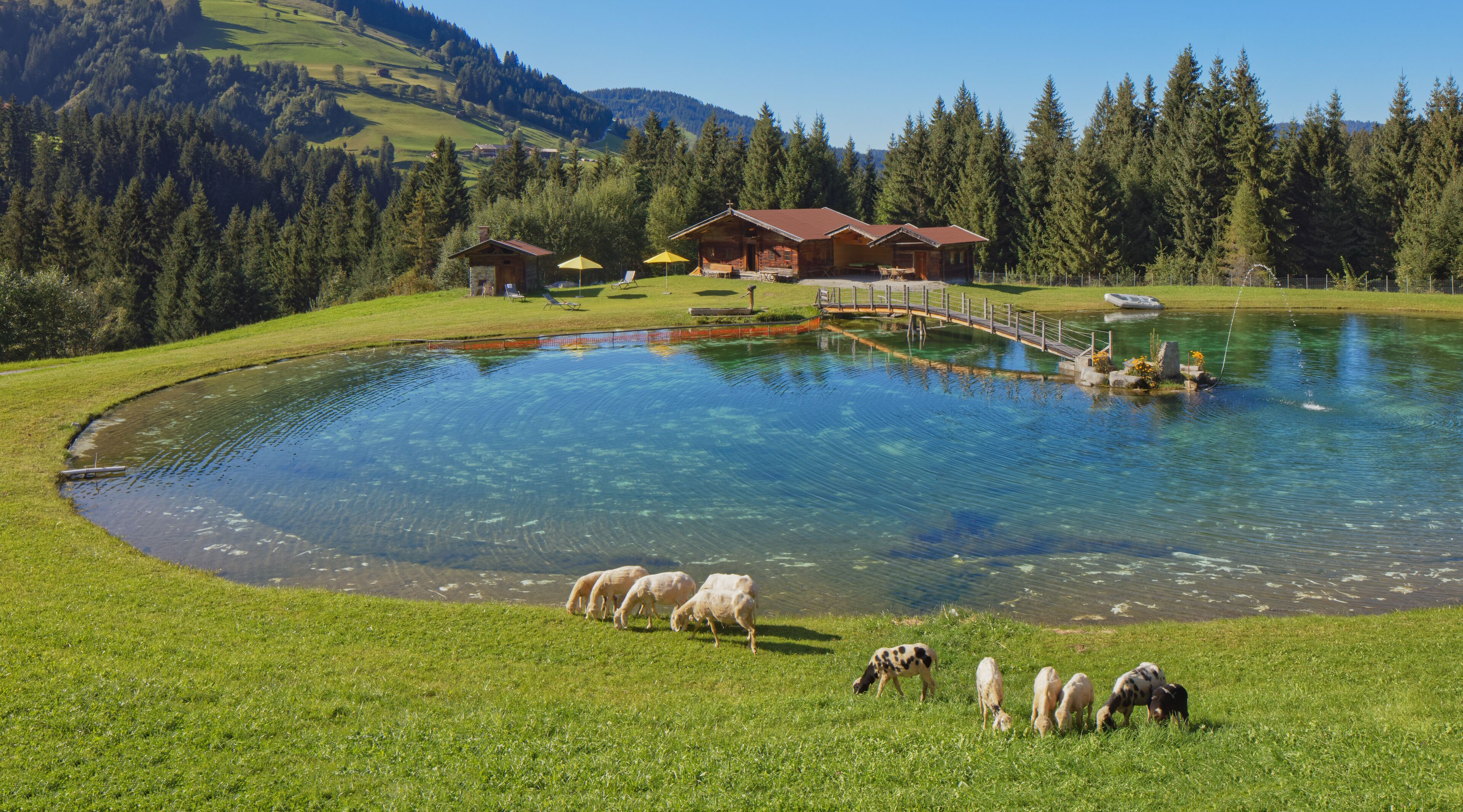 A clear pond with a wooden bridge, surrounded by a grassy area with sheep grazing.