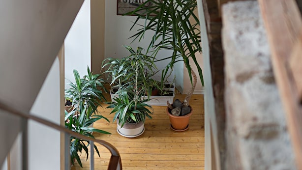 A wooden staircase leading to a landing with potted plants and a framed picture on the wall. - Bernardinu B&B House (Vilnius)