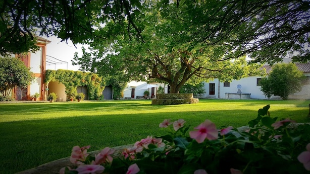 Un patio cuidado con un gran árbol que da sombra, rodeado de edificios blancos con puertas rojas.