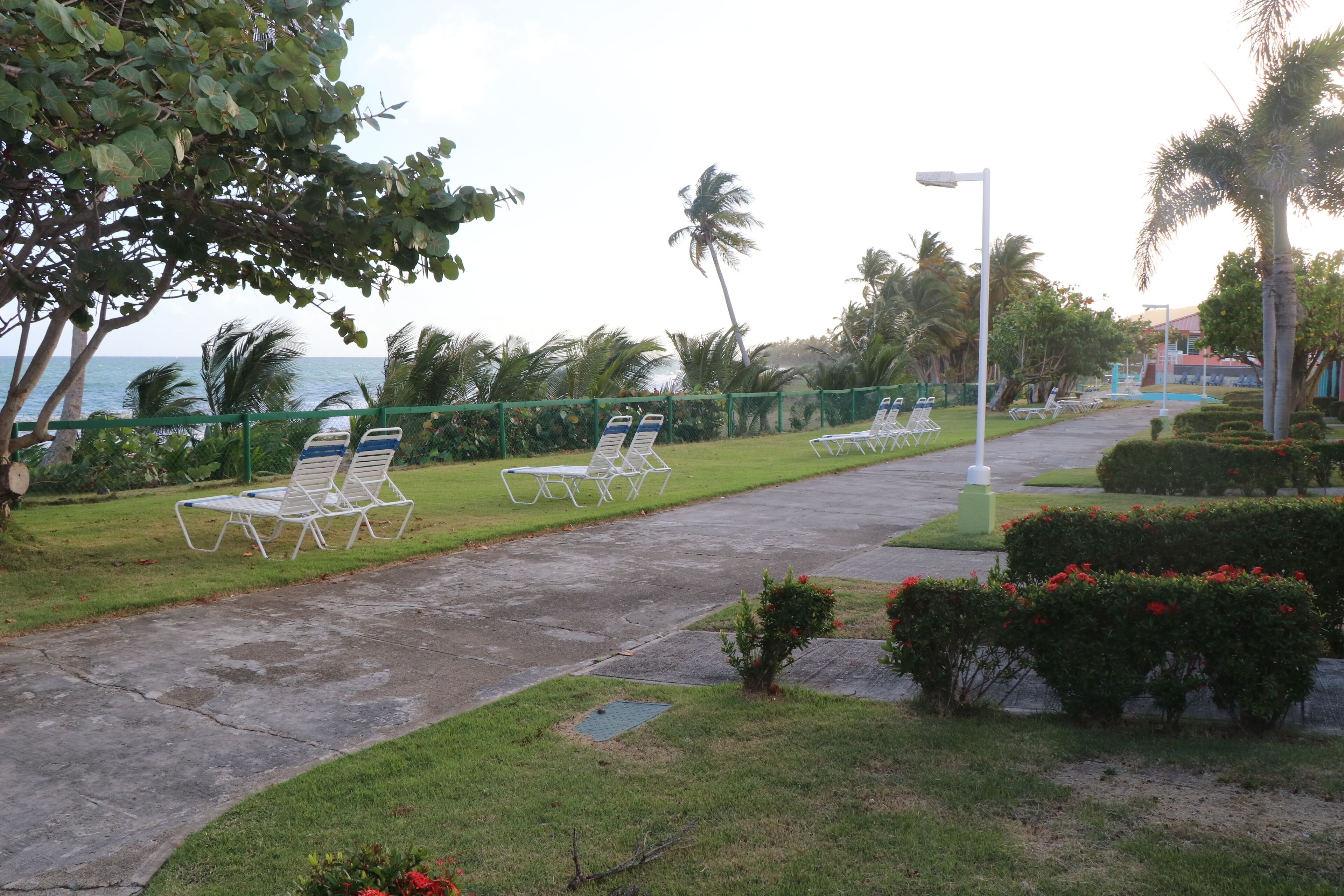 A pathway lined with white lounge chairs, a small garden area with red flowers, and a view of the ocean.