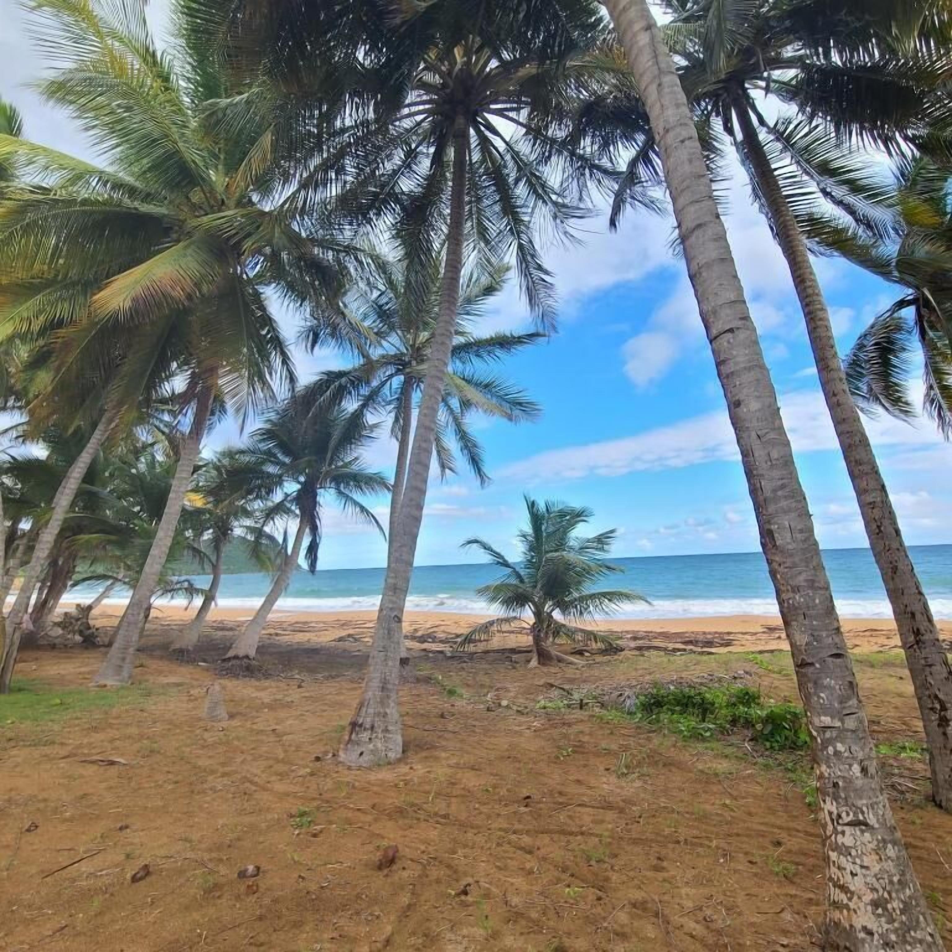 A beach with palm trees and a clear view of the ocean.
