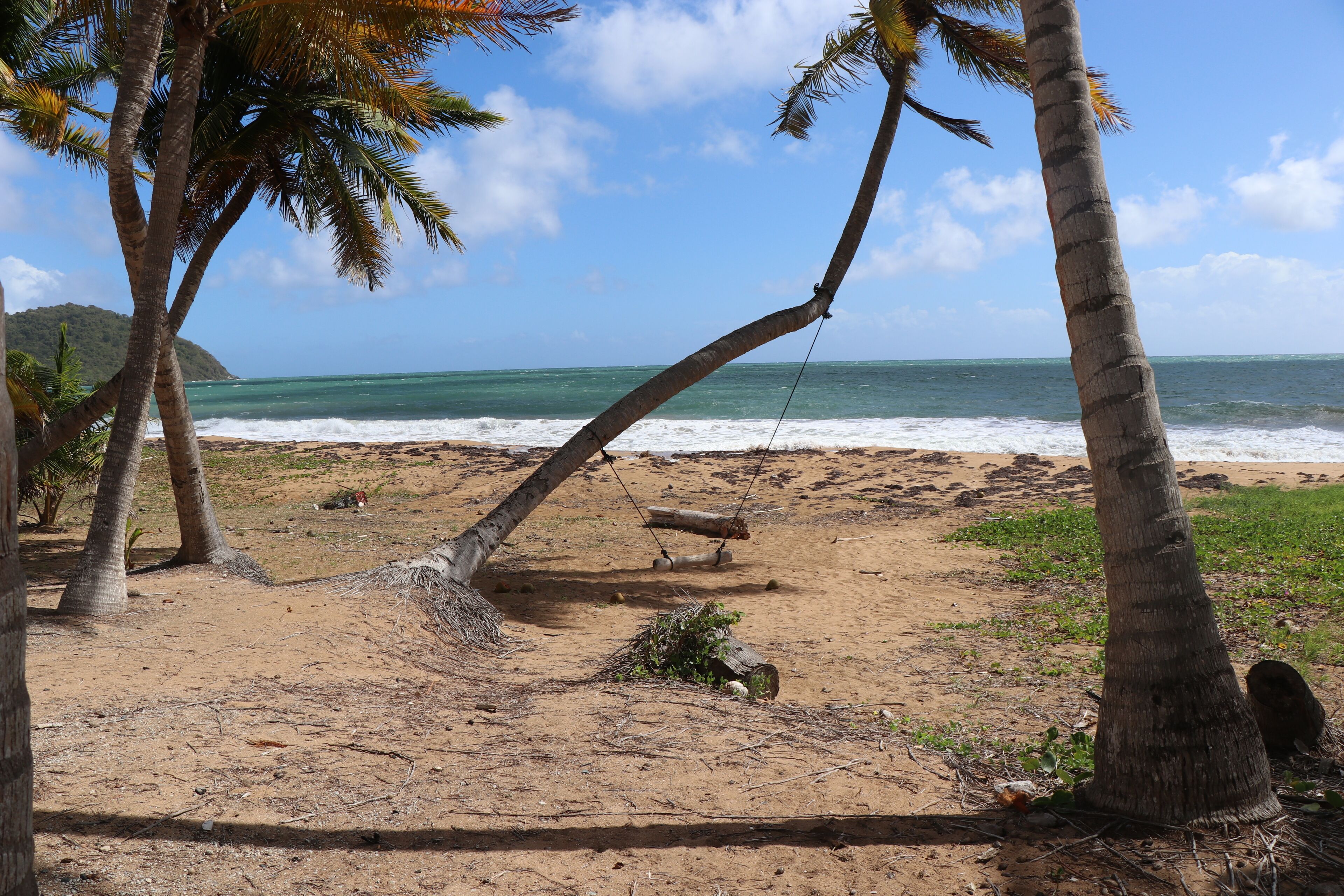 Uma praia com palmeiras, um balanço e vista para o oceano.