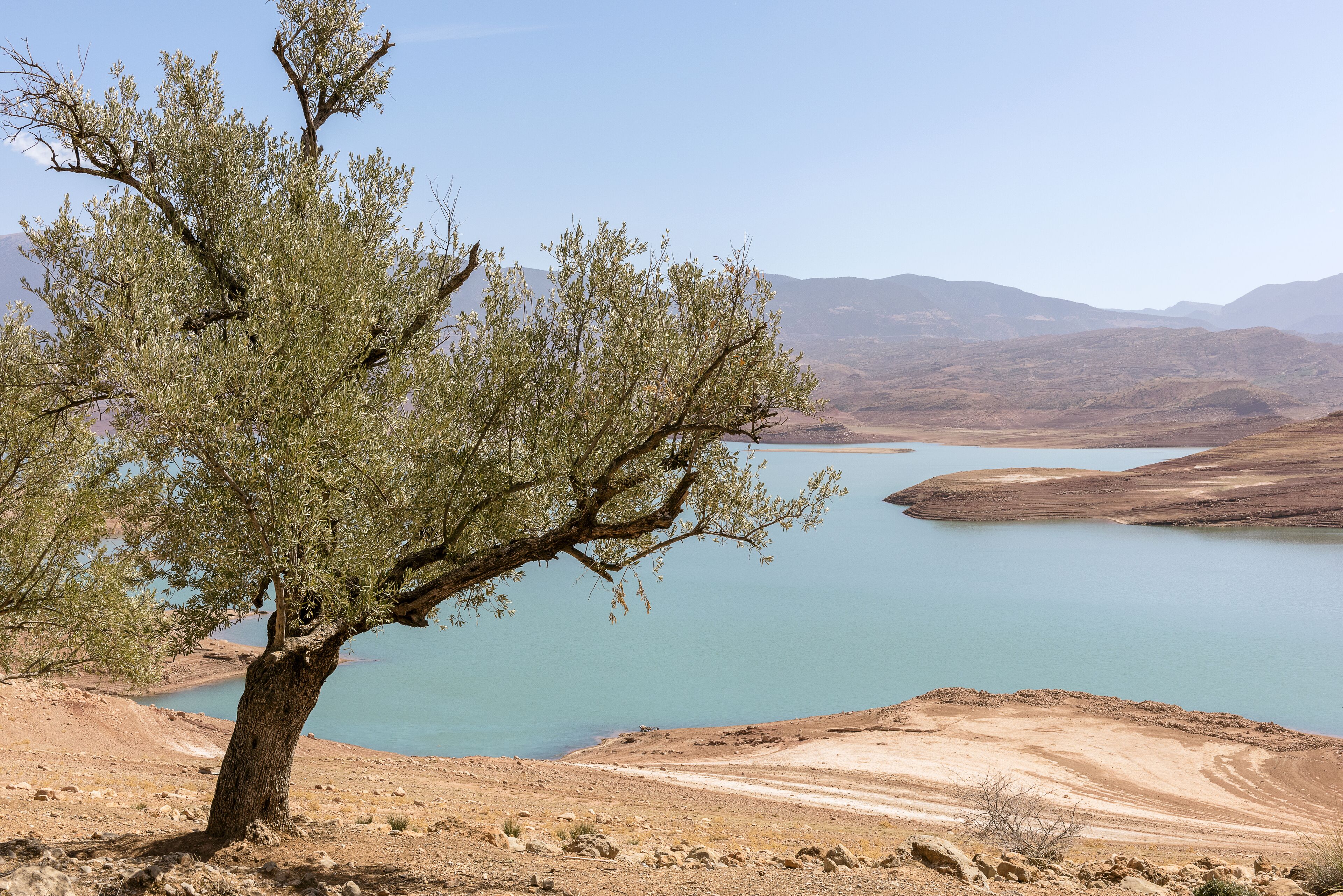 A tree by a calm lake with a clear sky.