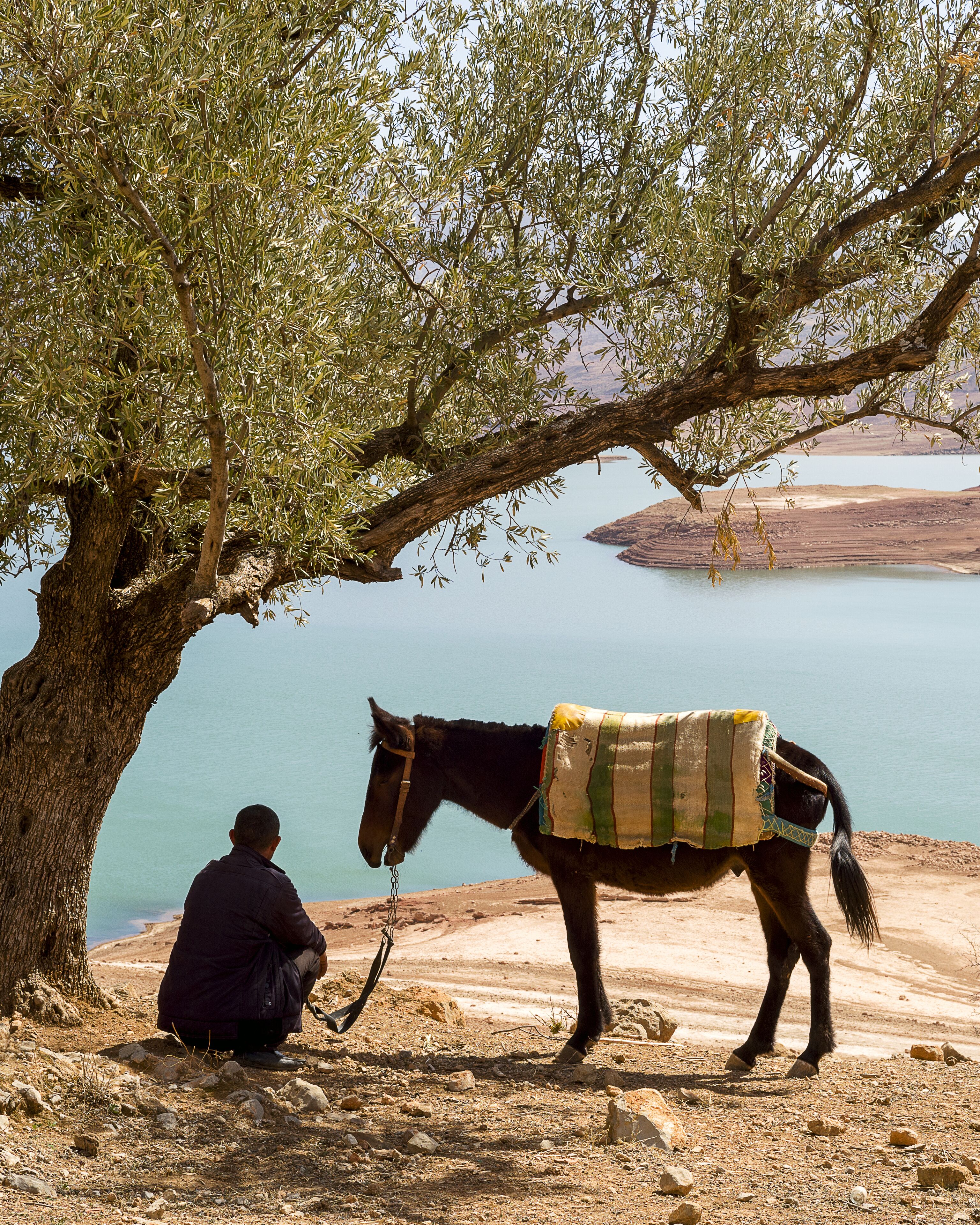 A person sitting under a tree by a body of water, with a donkey standing nearby.