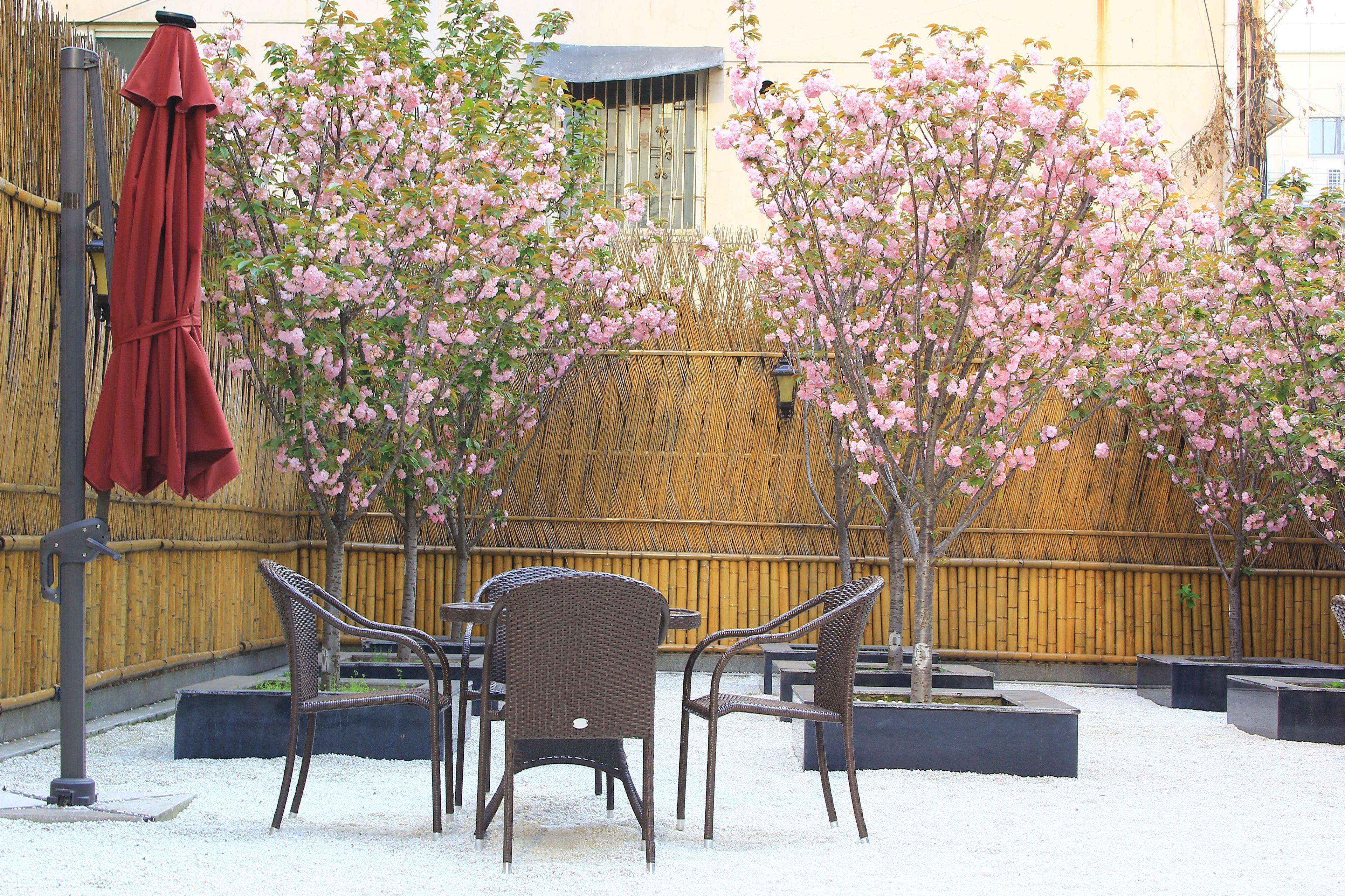 Een terras met rieten stoelen, een rode parasol en bloeiende bomen.