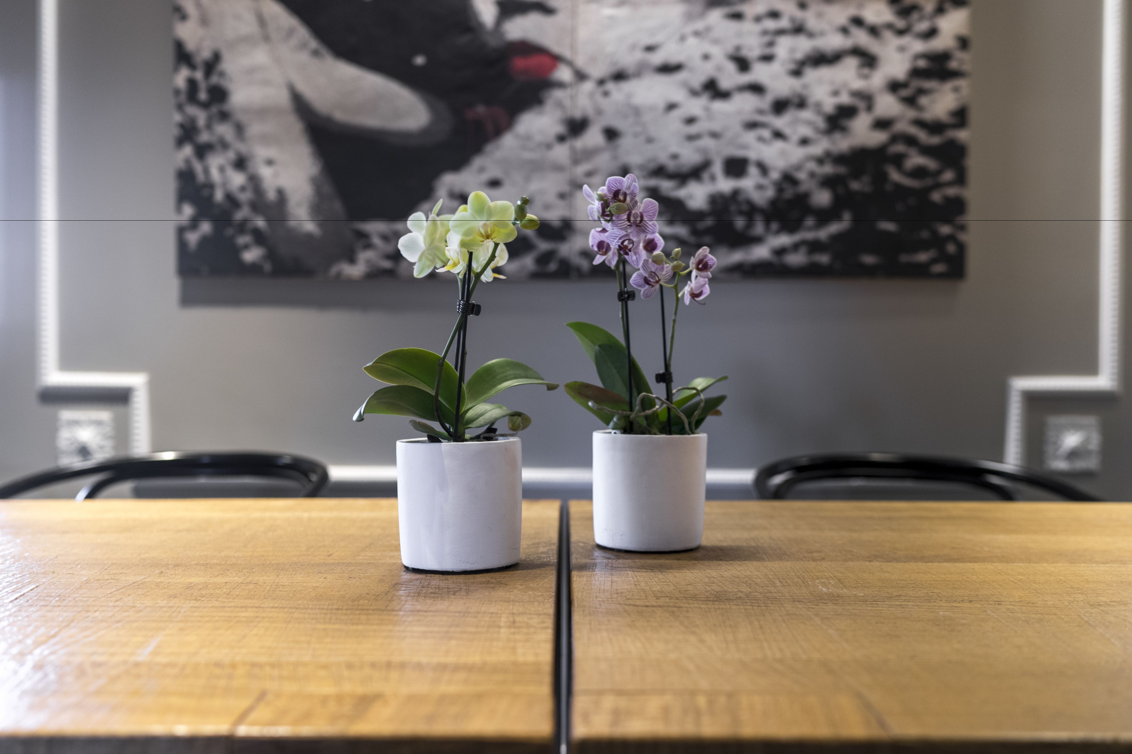 Two potted orchids on a wooden table with a black and white abstract painting in the background.