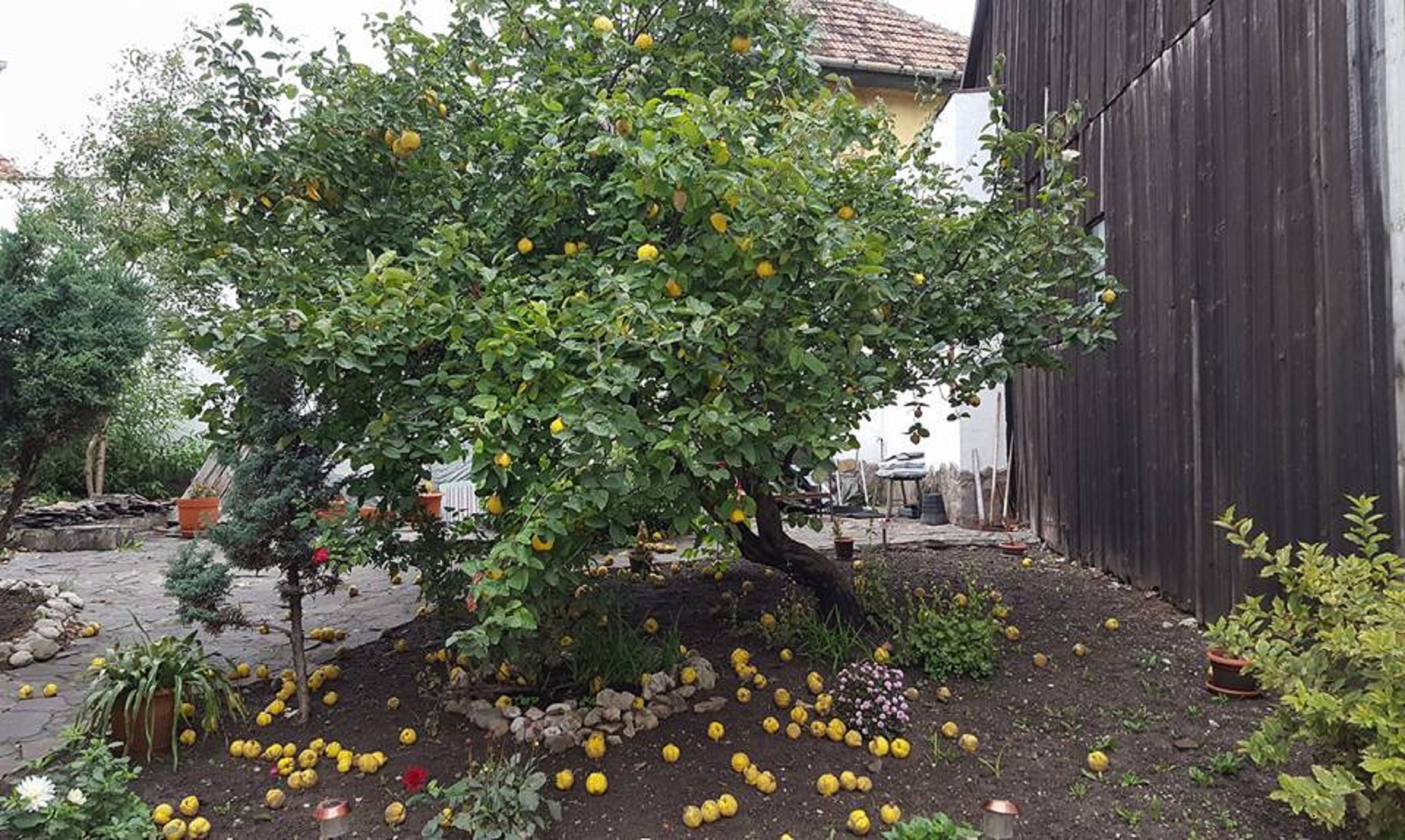 Khuôn viên nơi lưu trú