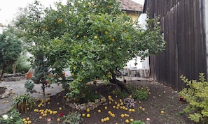 Property grounds - Villa Cristiani (Cristian)