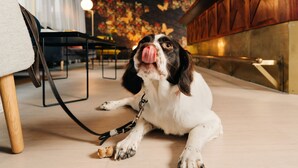 A dog lying on a wooden floor with a leash attached to a chair leg.
