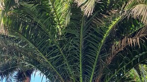 Una palmera con tronco grueso y follaje abundante en un jardín cuidado.