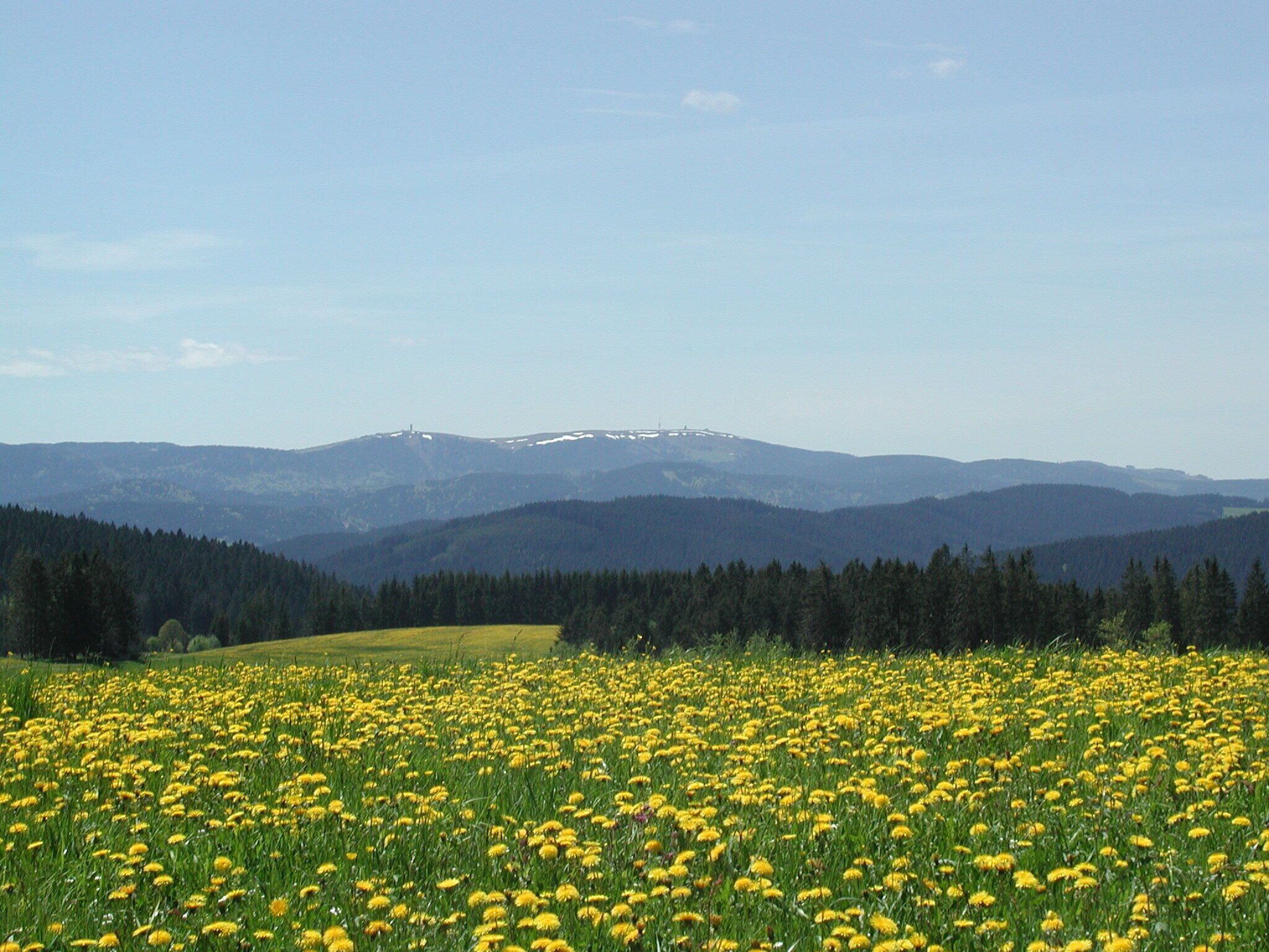 A field of yellow flowers with a mountain range in the background.