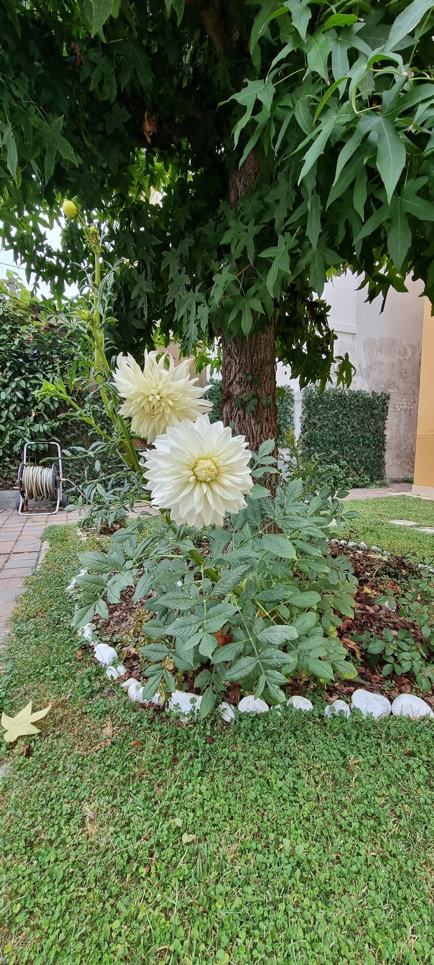 Un jardín con flores blancas y un árbol.