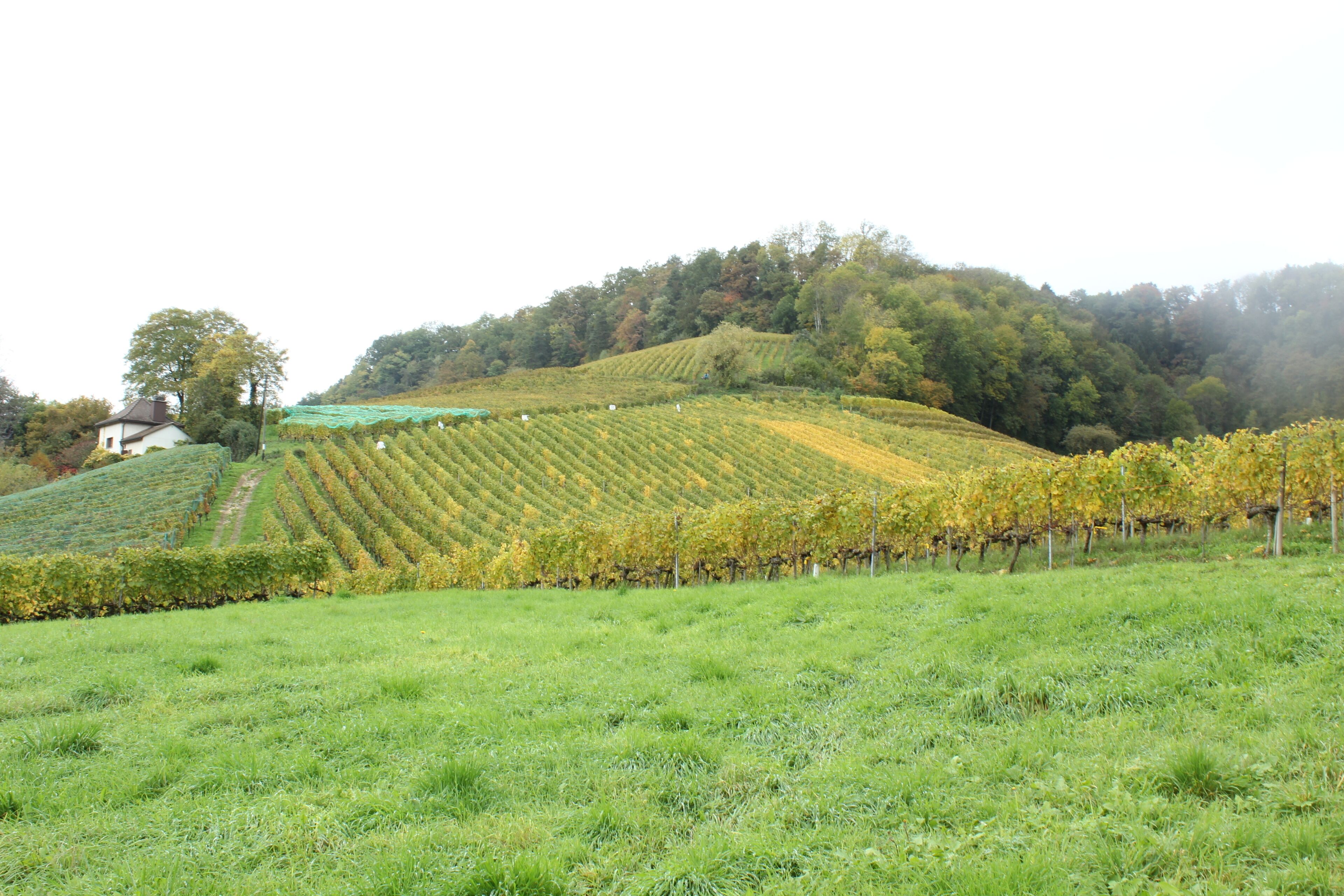 vineyard