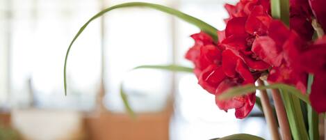 Primer plano de flores rojas con hojas verdes, probablemente en un espacio interior bien iluminado.