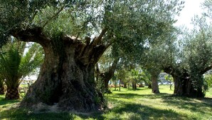 Un árbol grande con un tronco grueso y follaje denso en una zona cubierta de césped.