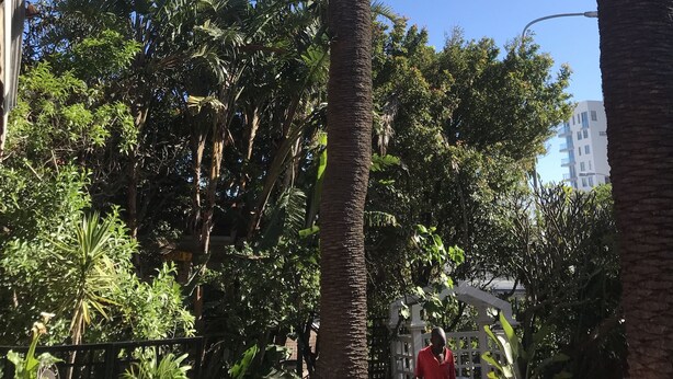 A tall palm tree with a dense canopy, surrounded by various other trees and a building in the background. - Albatross Guest House (Cape Town)