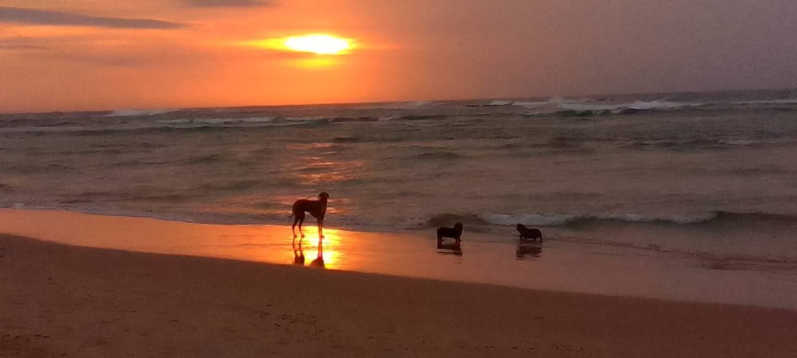 Escena de playa con olas y un atardecer.