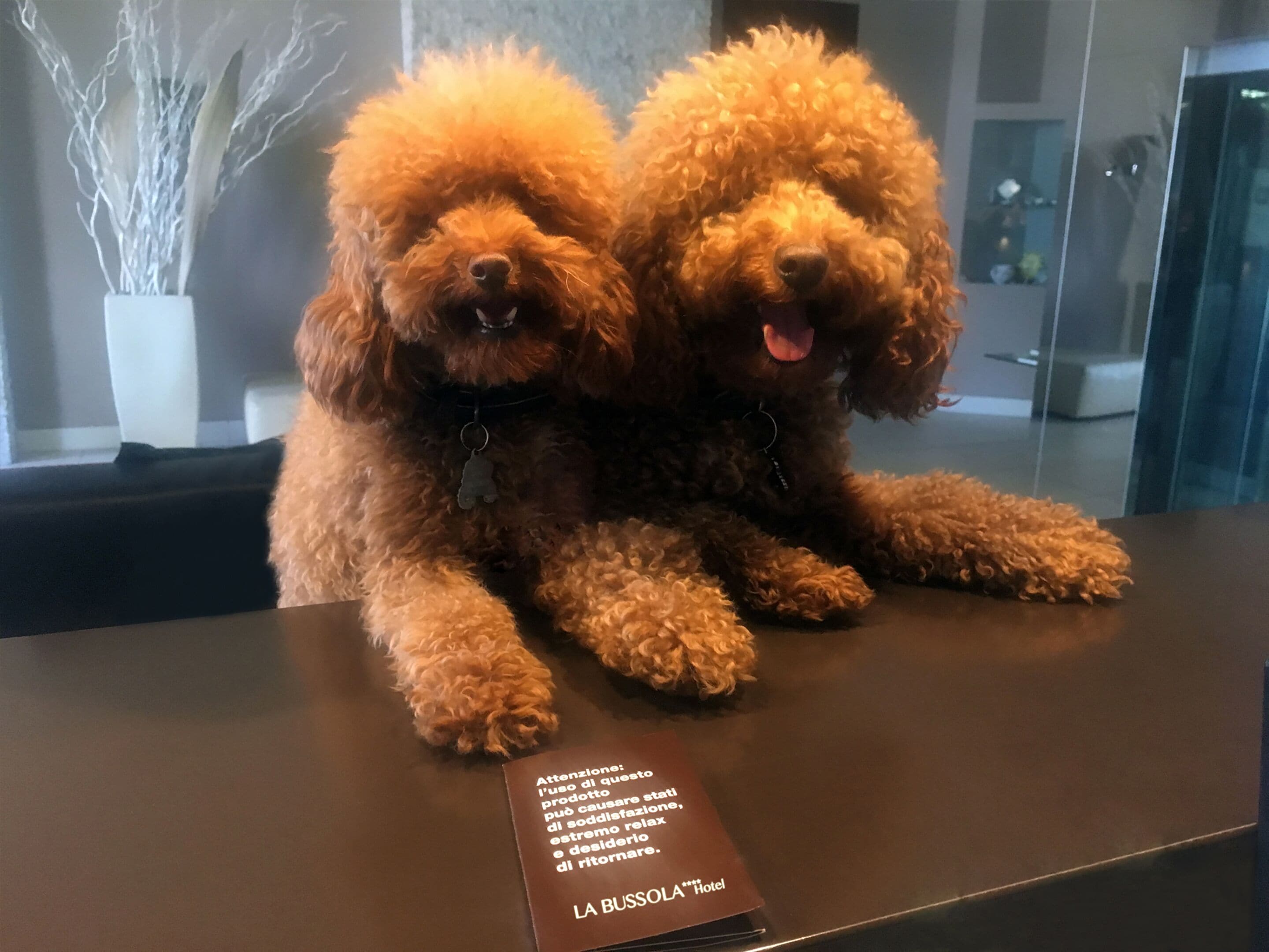 Two poodle dogs sitting on a table with a sign in front of them.