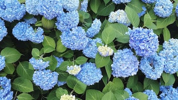 Ein dichtes Blütengehäss von blauen Hortensien mit grünen Blättern.