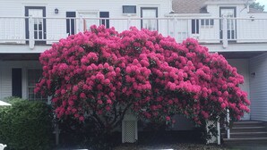 Een wit huis met een grote roze bloeiende boom ervoor. Op het gazon staan twee witte loungestoelen.