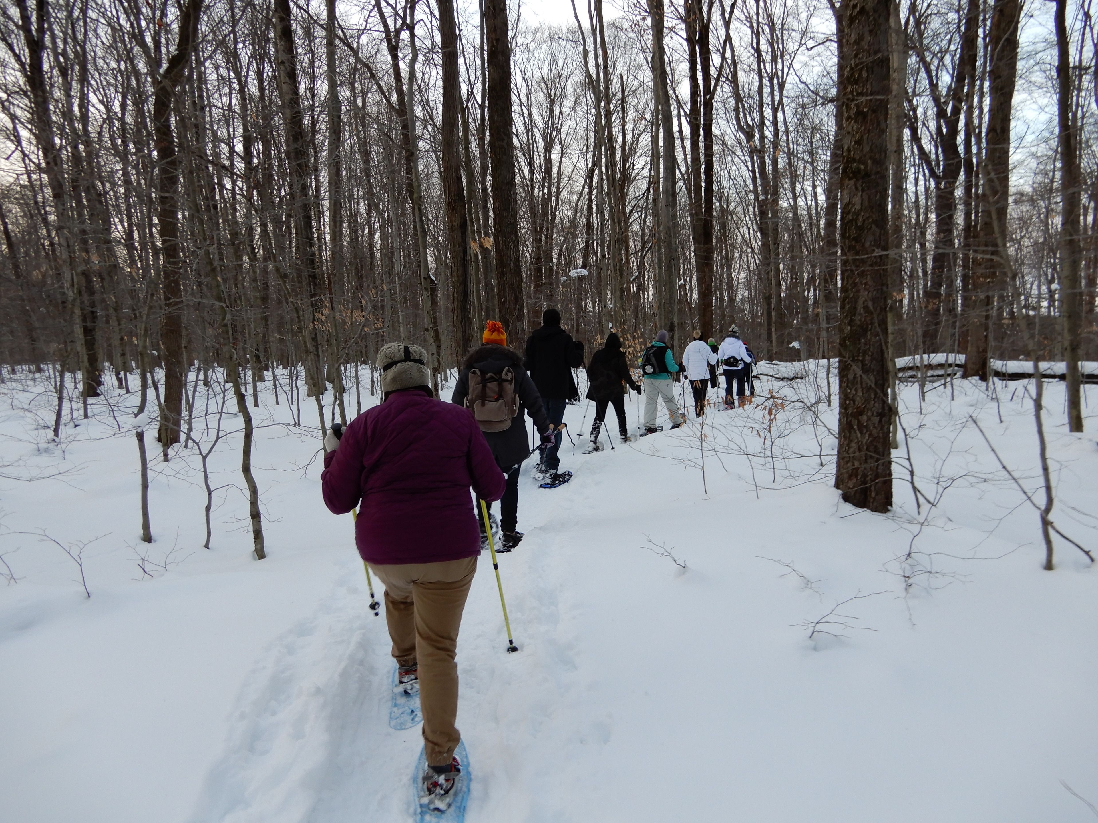A group of people cross-country skiing through a snowy forest.