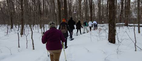 A group of people cross-country skiing through a snowy forest.