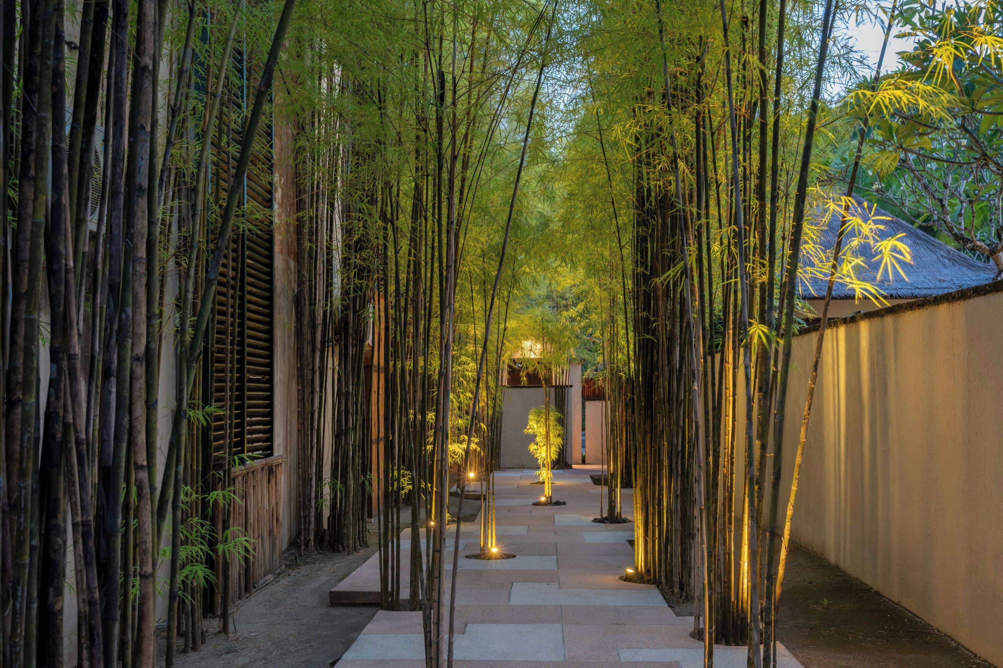 A bamboo-lined pathway leading to a building with a thatched roof.