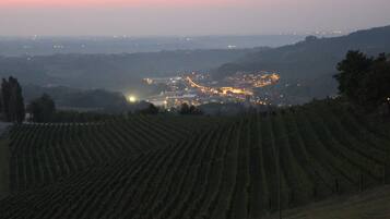 Un vignoble où s’étendent à perte de vue des rangées de vignes.